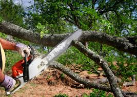 Best Lot and Land Clearing  in Wendell, NC