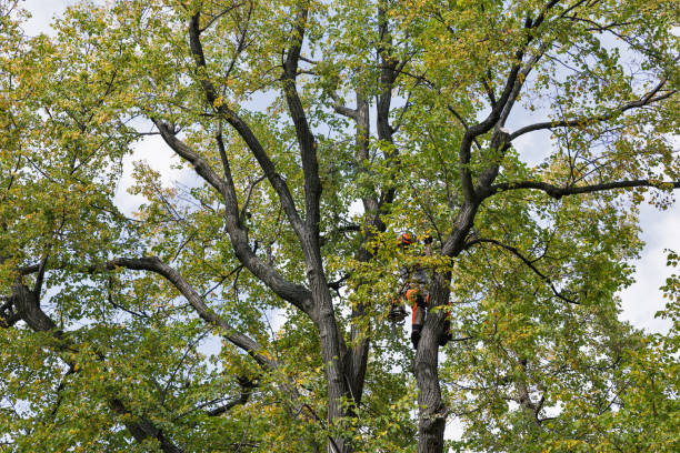 Best Emergency Tree Removal  in Wendell, NC